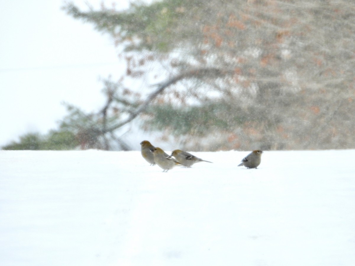 Pine Grosbeak - ML646989064
