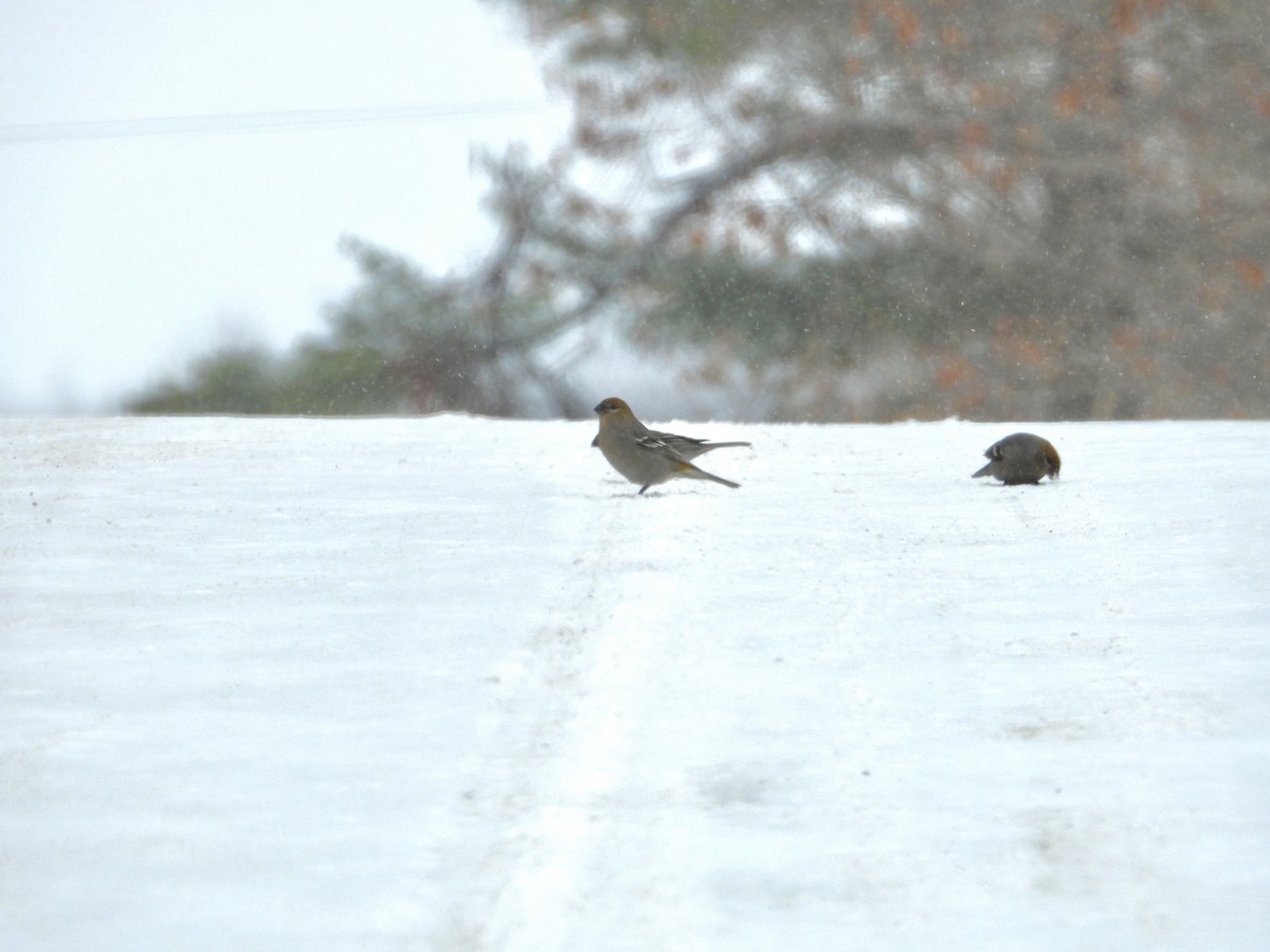 Pine Grosbeak - ML646989065