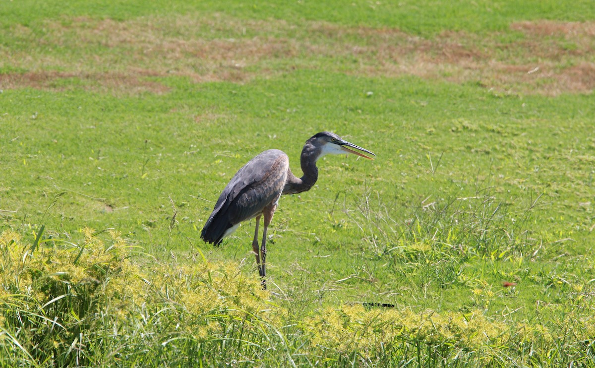 Grand Héron - ML646989066