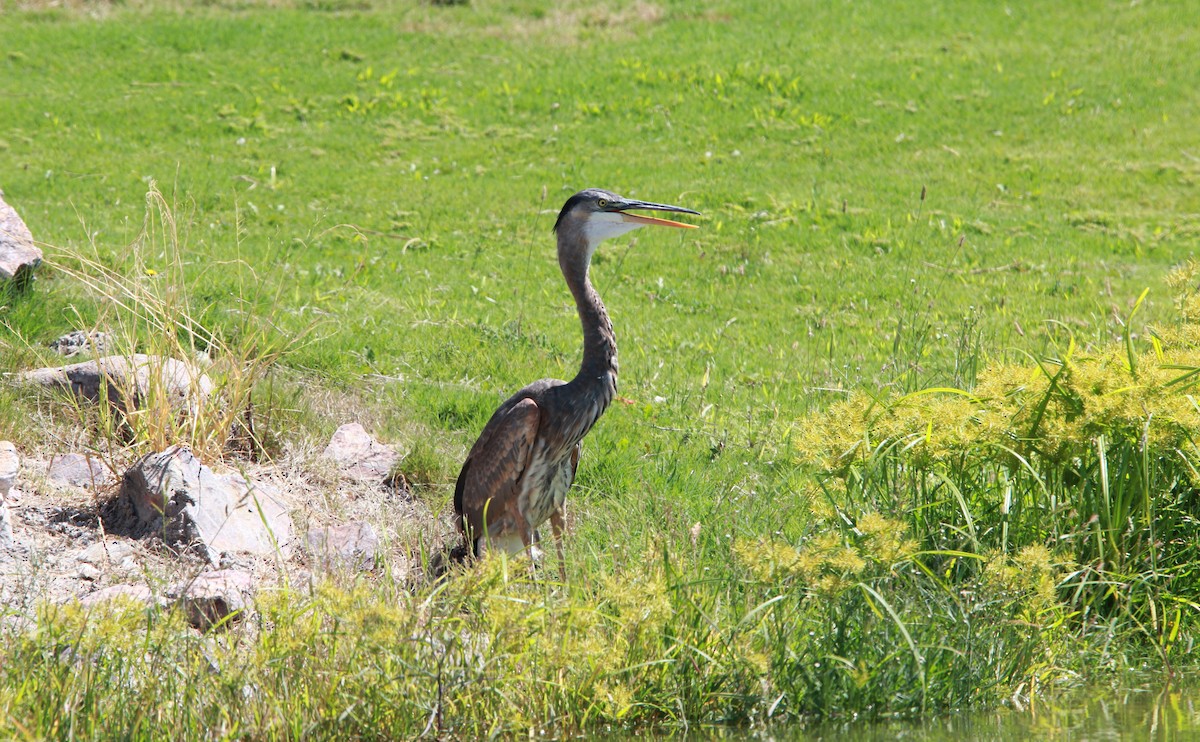 Grand Héron - ML646989067