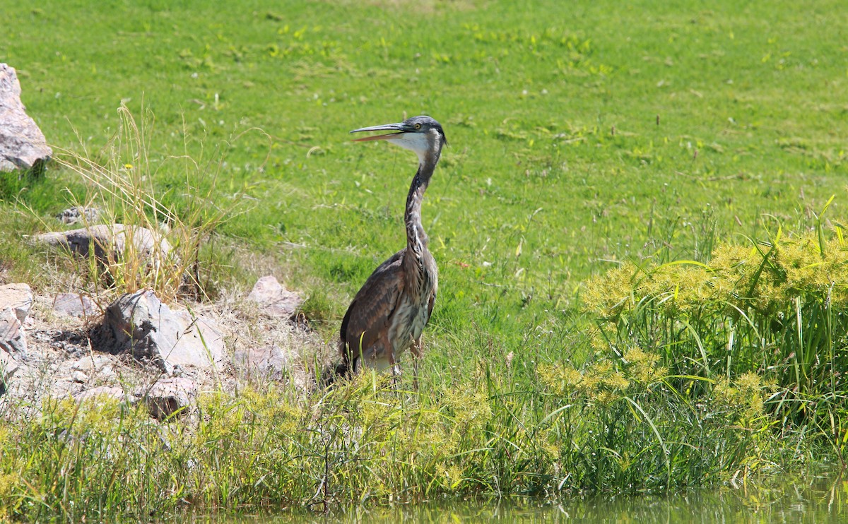 Grand Héron - ML646989068