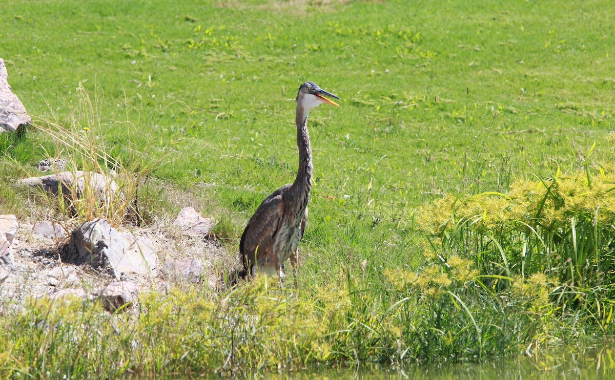 Grand Héron - ML646989069