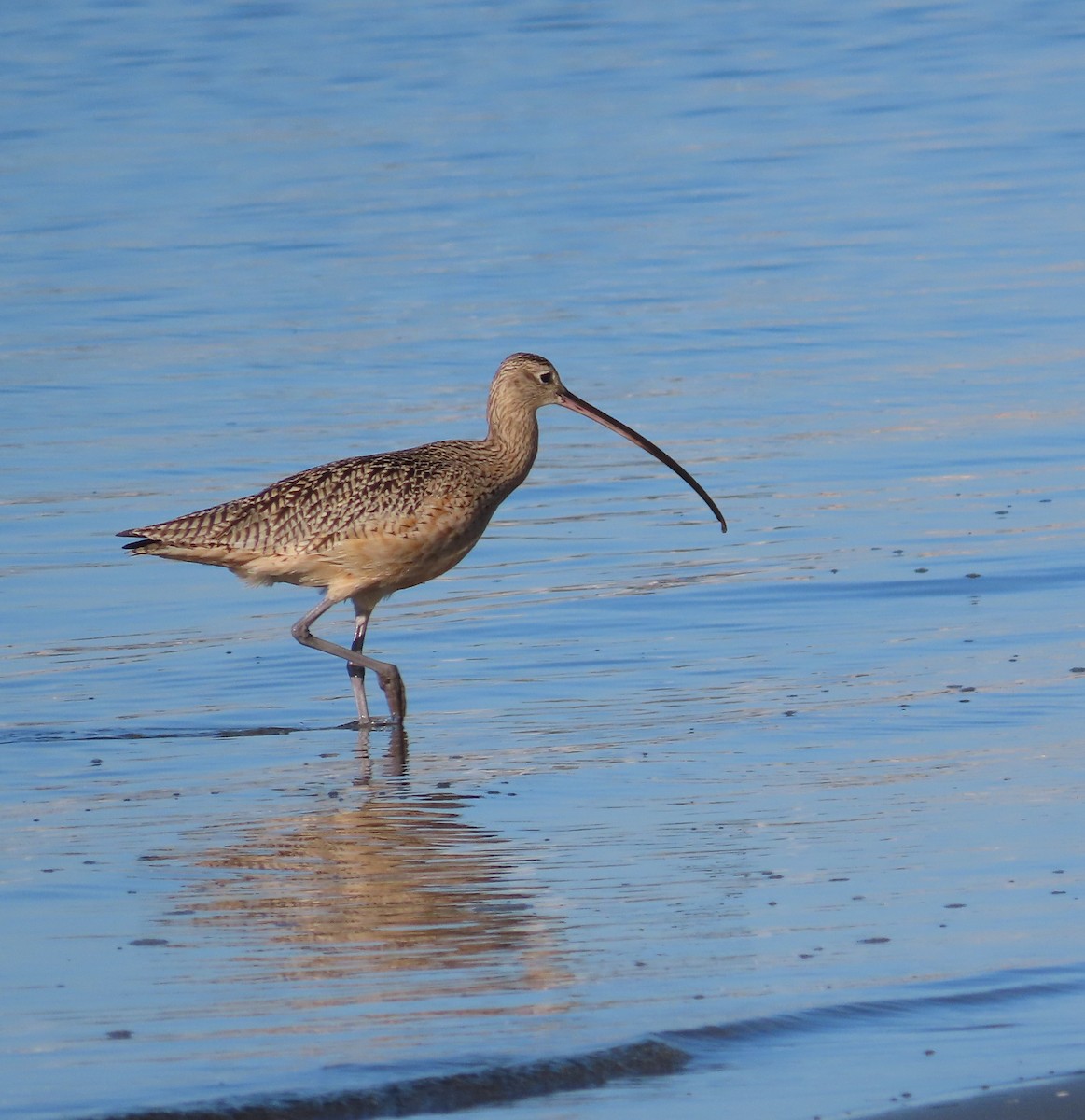 Кульон американський - ML646989078