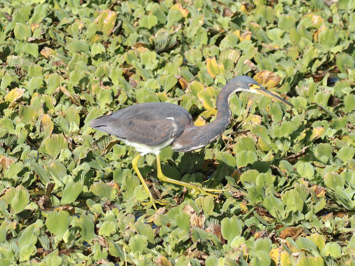 Koartzatxo hirukolorea - ML646989087