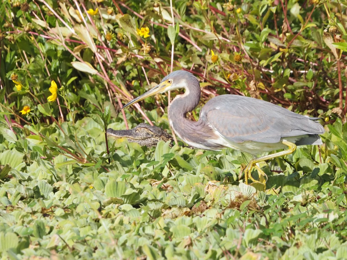 Koartzatxo hirukolorea - ML646989088