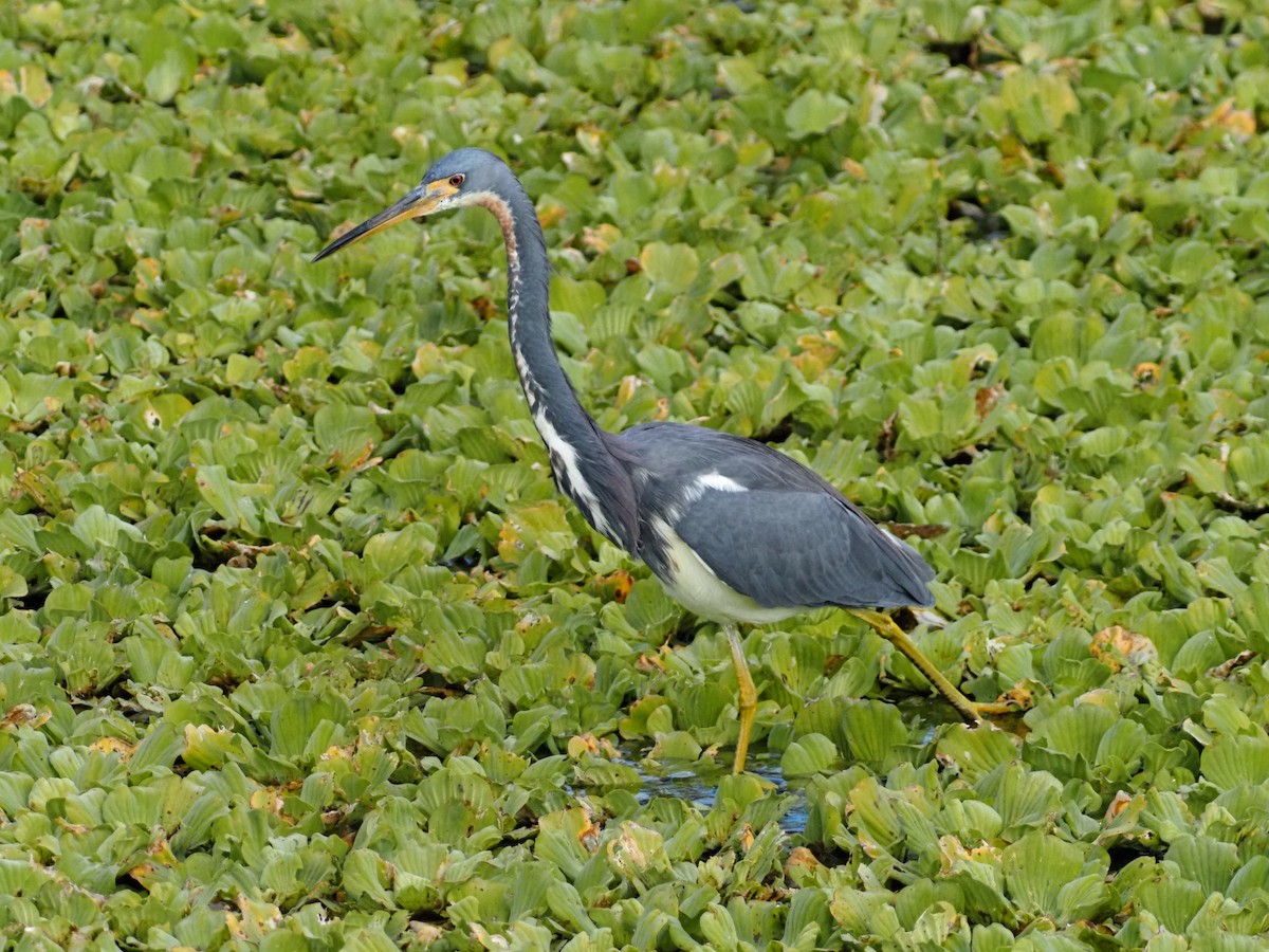 Koartzatxo hirukolorea - ML646989089