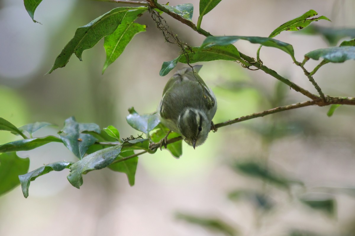 Blyth's Leaf Warbler - ML646989092