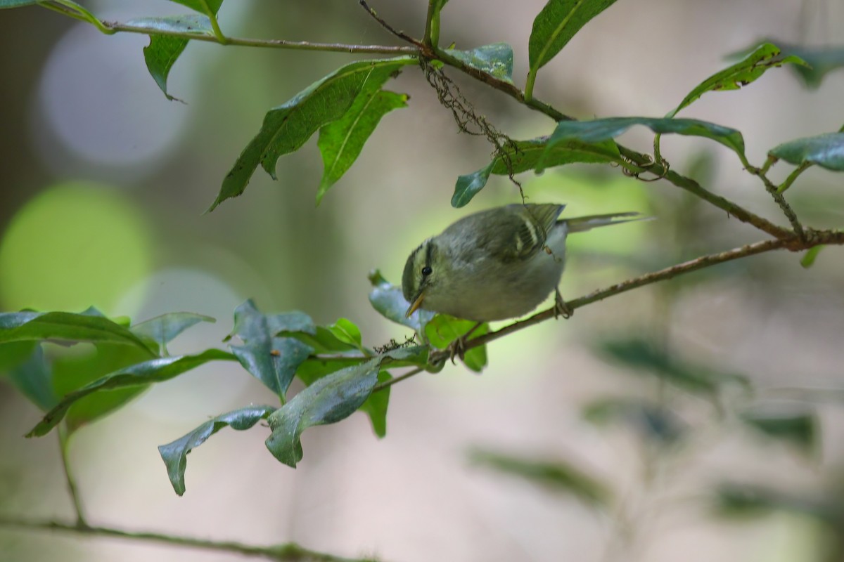 Blyth's Leaf Warbler - ML646989093