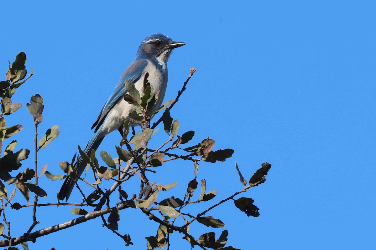 Geai buissonnier - ML646989097