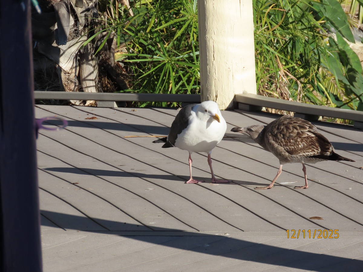 Gaviota Occidental - ML646989098