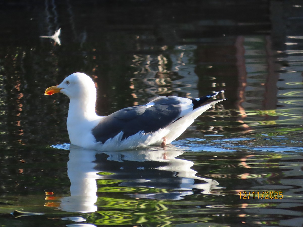 Gaviota Occidental - ML646989099
