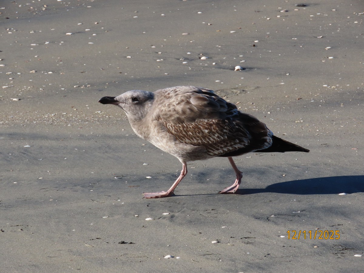 Gaviota Occidental - ML646989100