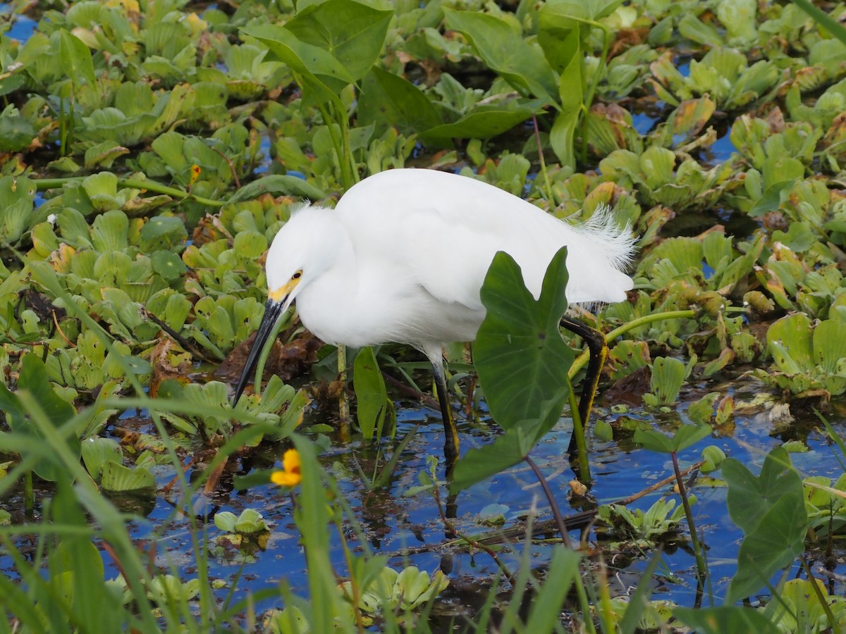 Snowy Egret - ML646989102