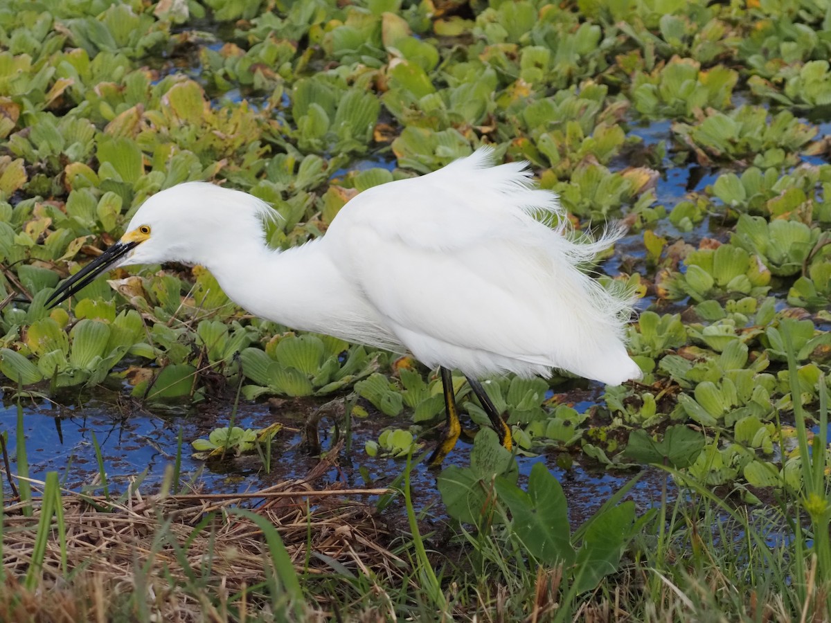 Snowy Egret - ML646989103