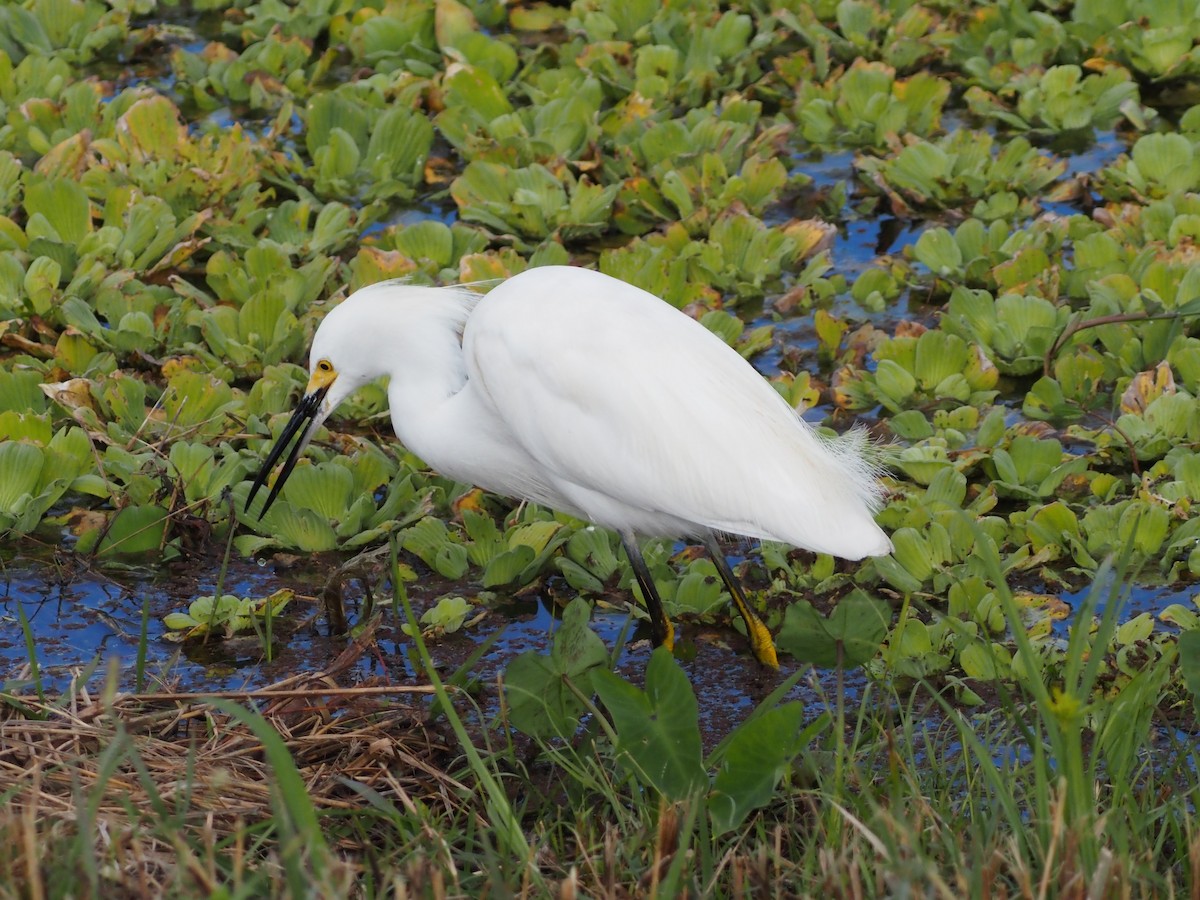 Snowy Egret - ML646989104