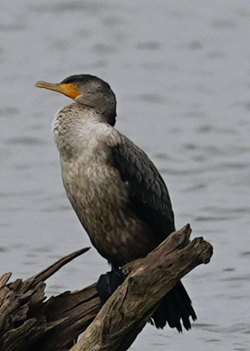Double-crested Cormorant - ML646989114