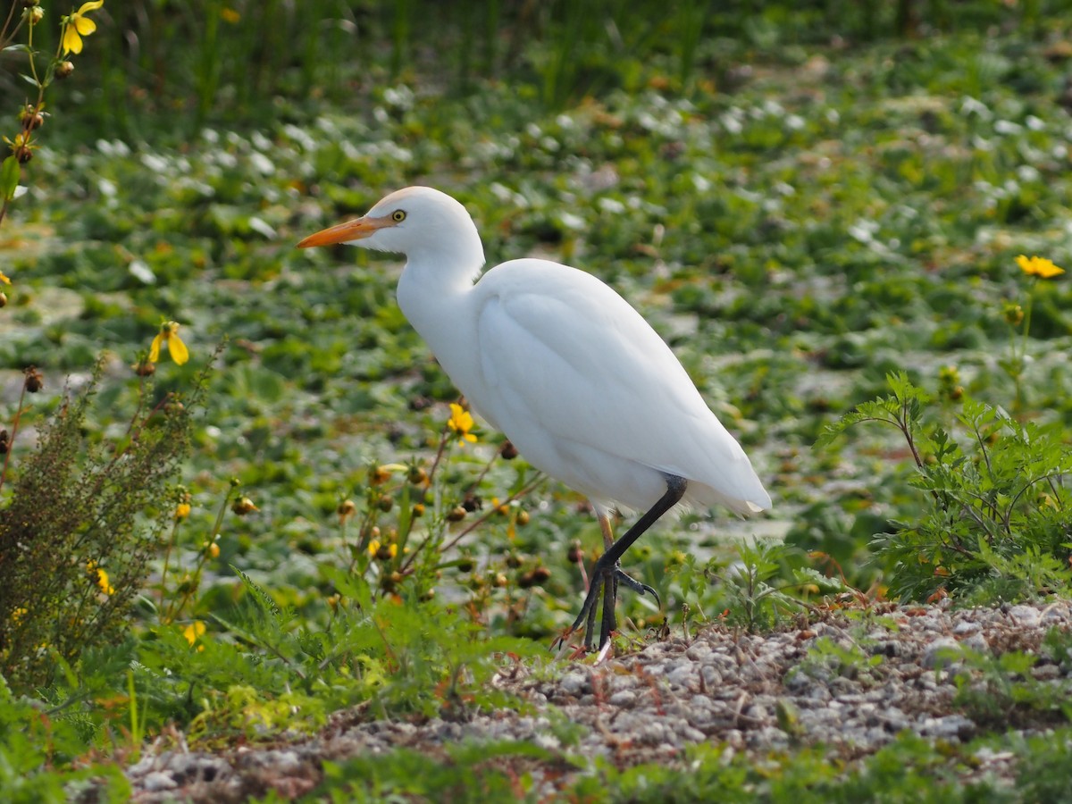 Koartzatxo itzaina - ML646989118