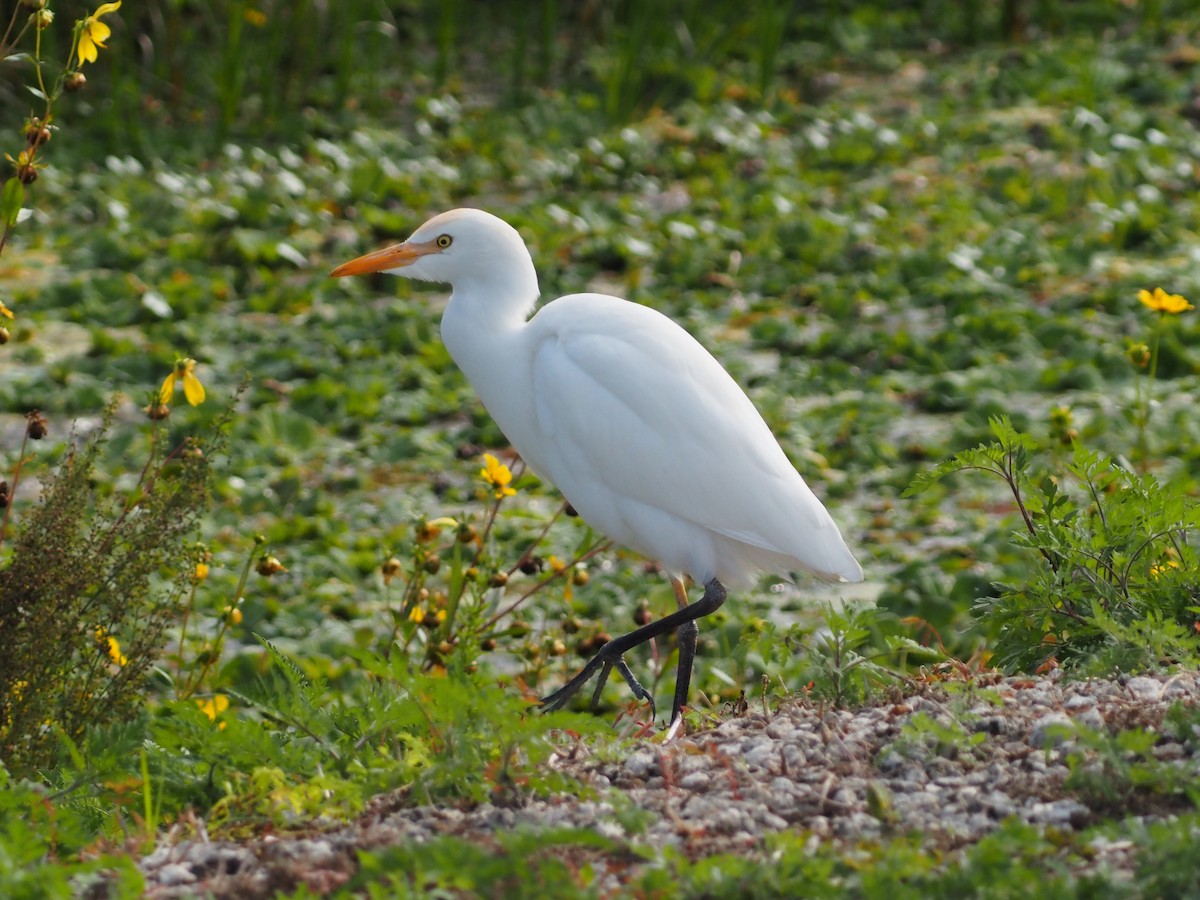 Koartzatxo itzaina - ML646989119