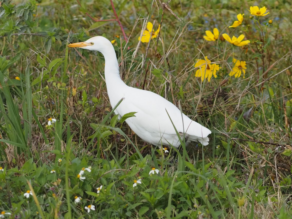 Koartzatxo itzaina - ML646989120