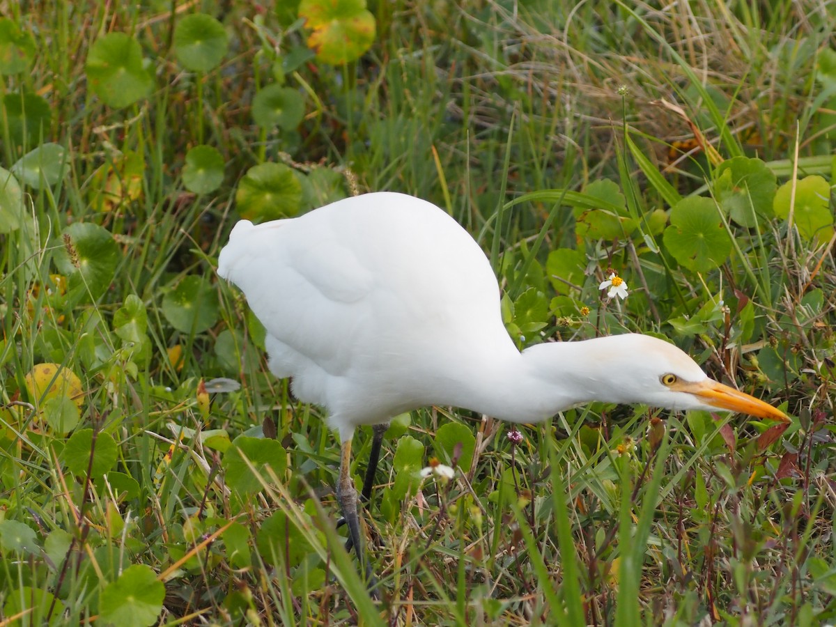 Koartzatxo itzaina - ML646989121