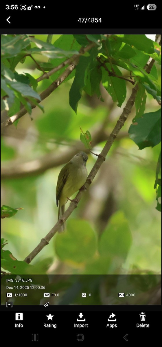 Yellow-olive Flatbill - ML646989128