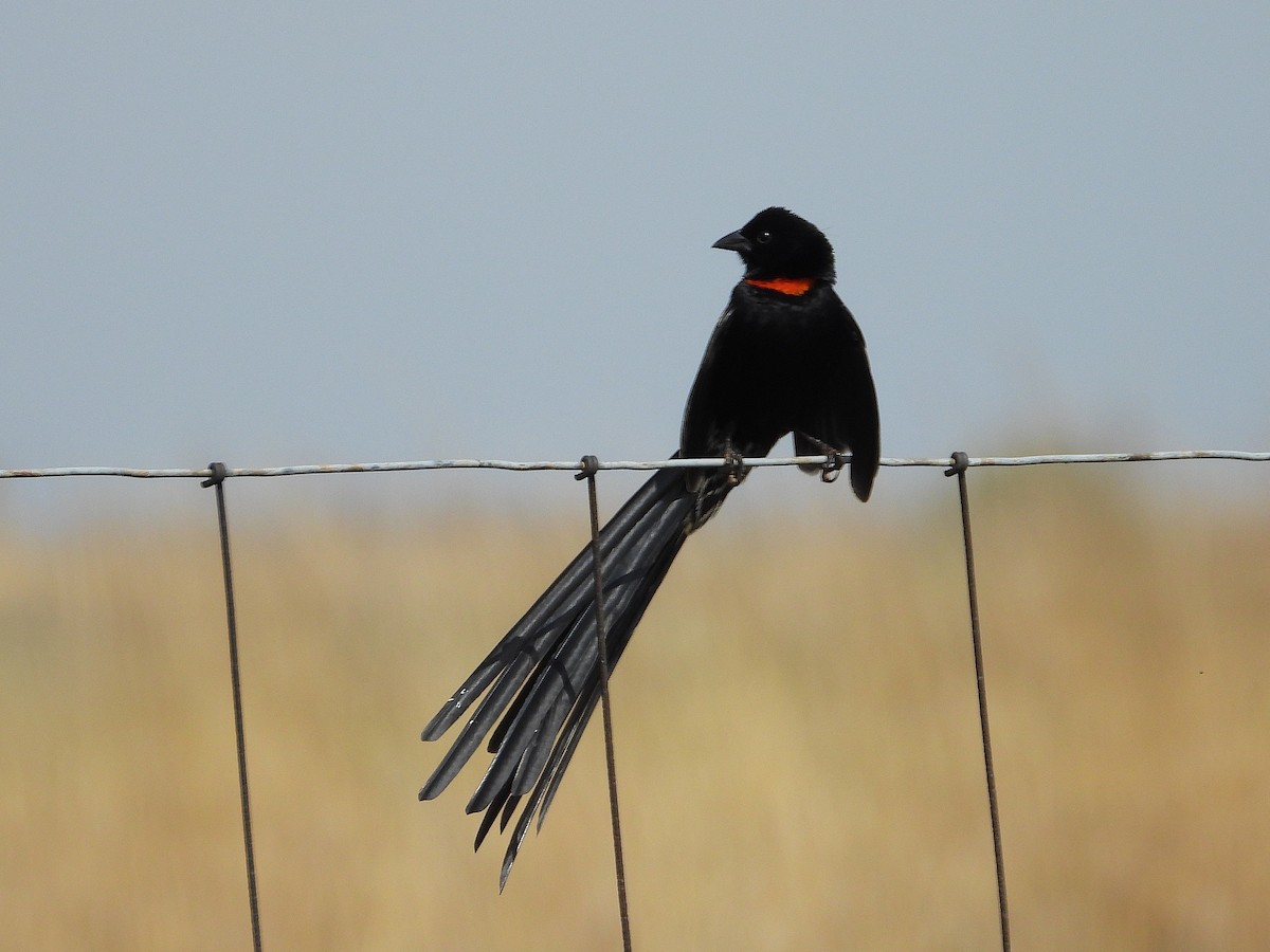 Вайдаг великий - ML646989130