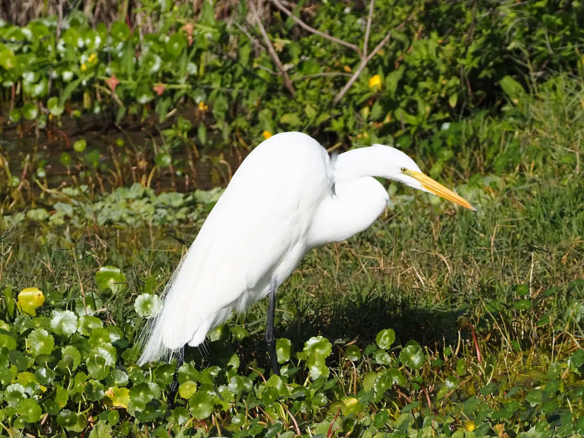 Koartza zuria - ML646989132