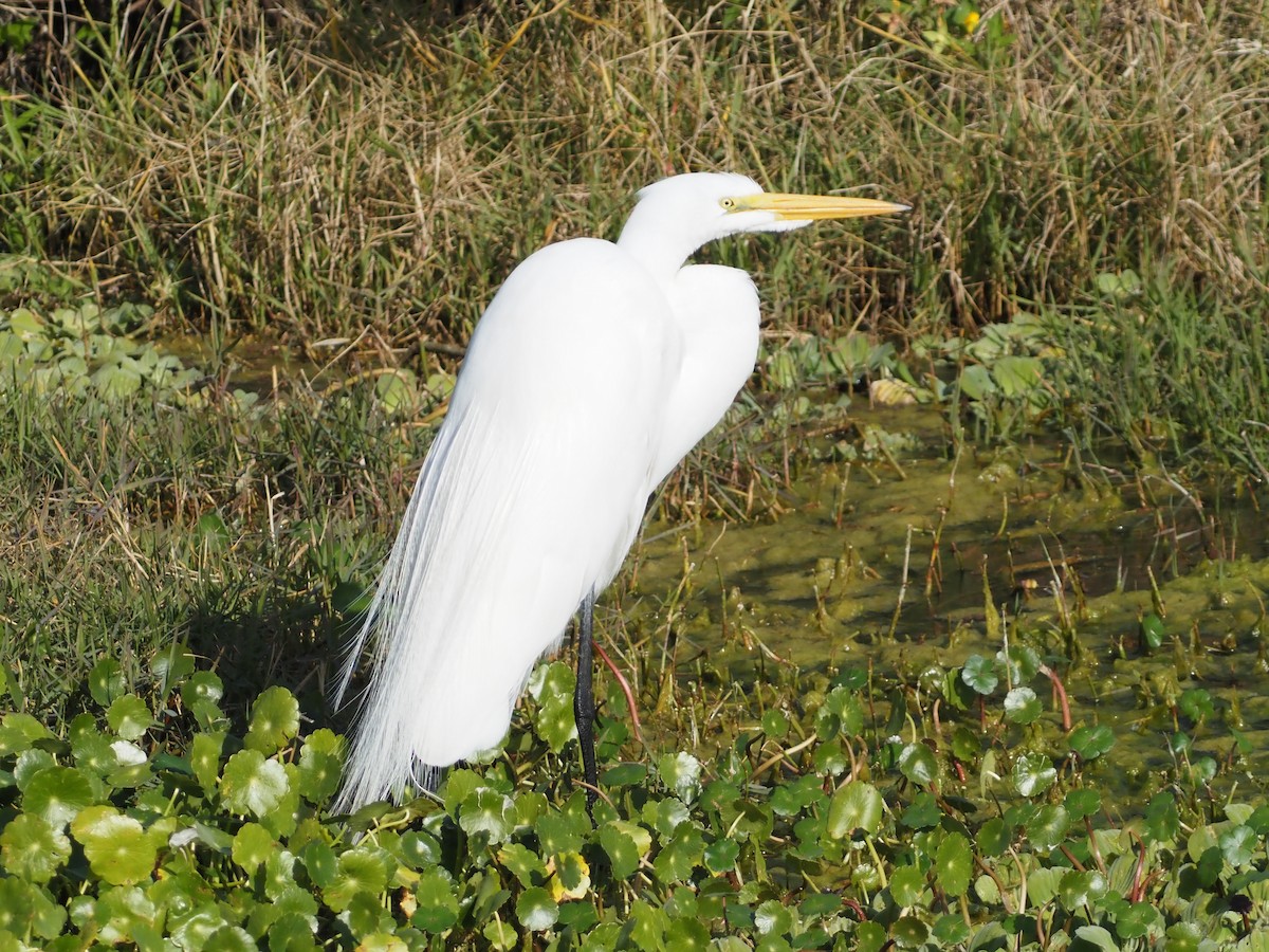 Koartza zuria - ML646989133