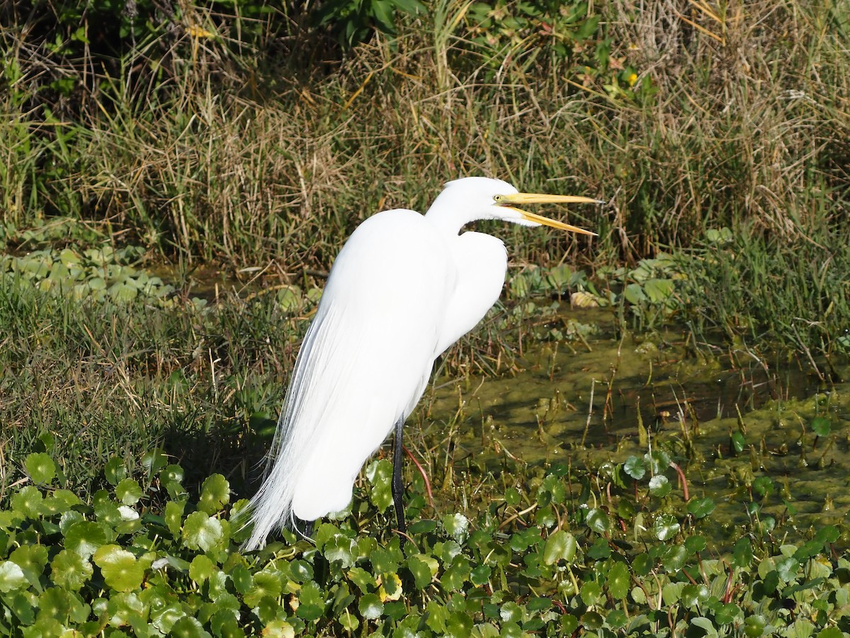 Koartza zuria - ML646989134