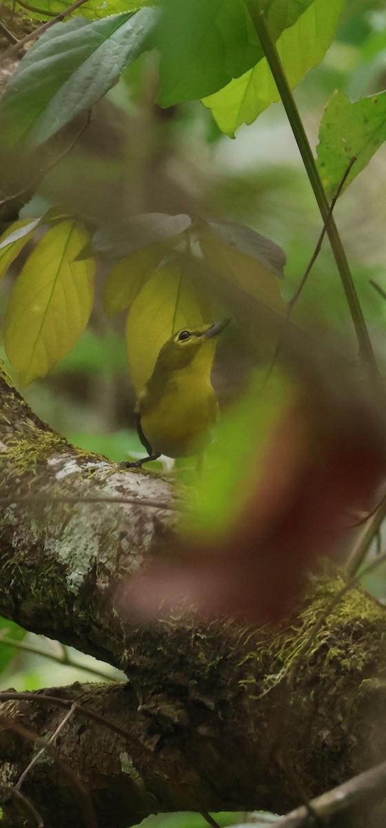 ויראו צהוב-גרון - ML646989135