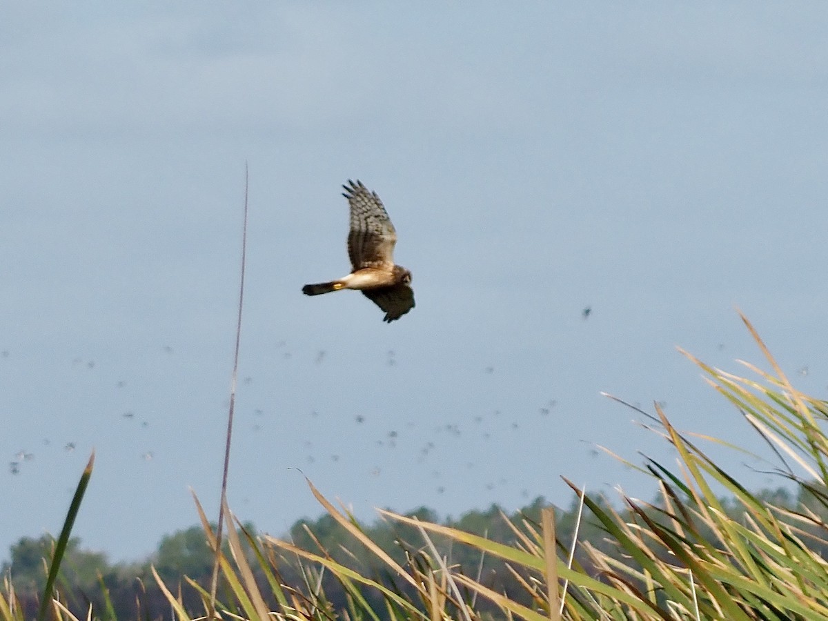 Mirotz zuri iparramerikarra - ML646989136