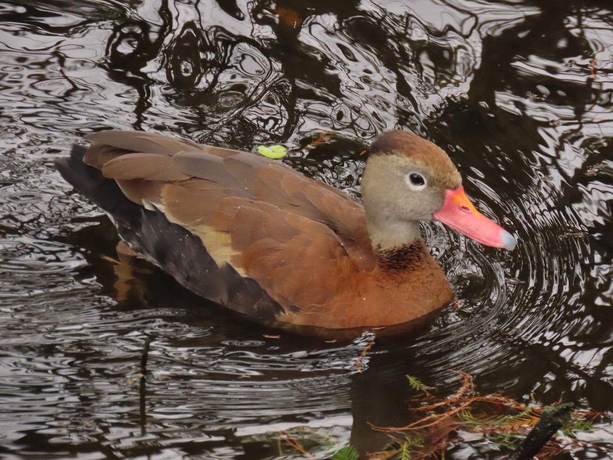 Kara Karınlı Islıkçı Ördek - ML646989139