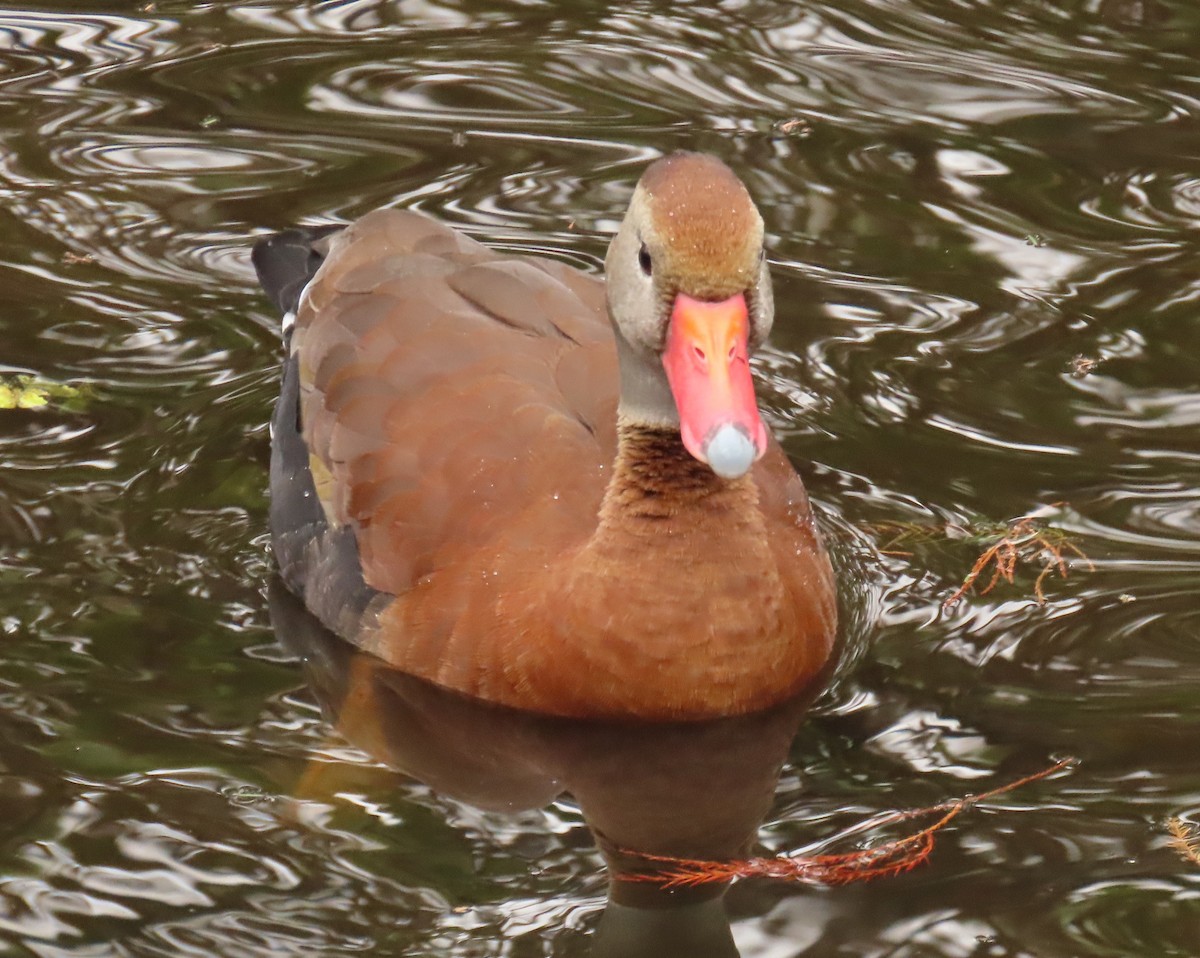 Kara Karınlı Islıkçı Ördek - ML646989140