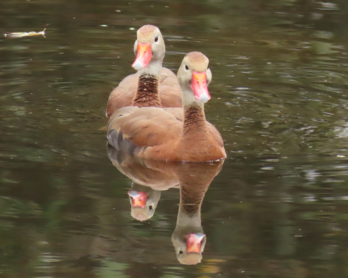 Kara Karınlı Islıkçı Ördek - ML646989141