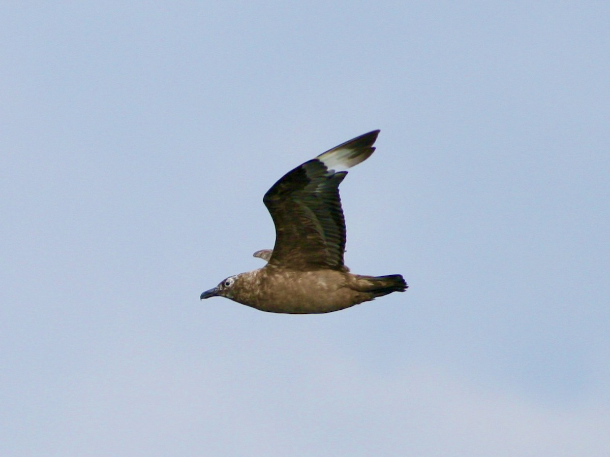 storjo - ML646989147