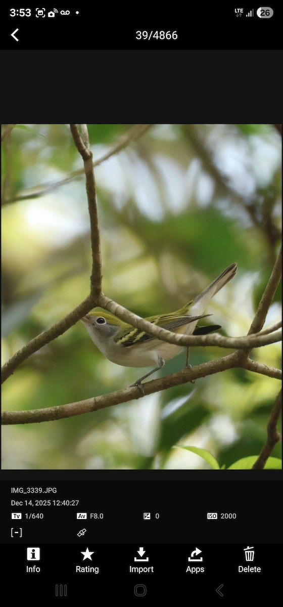 Chestnut-sided Warbler - ML646989149