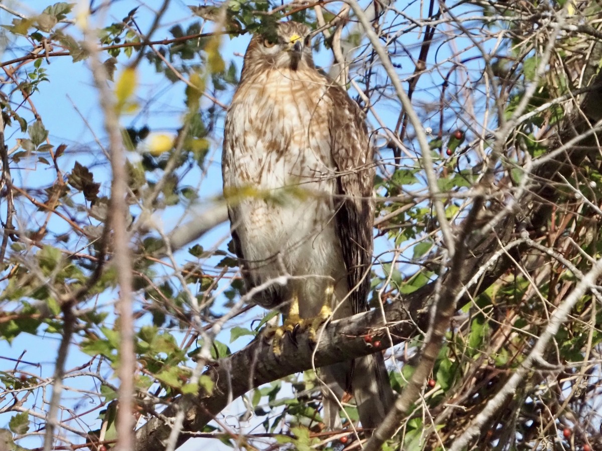 Red-shouldered Hawk - ML646989151