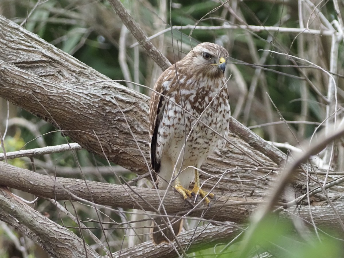 Red-shouldered Hawk - ML646989152