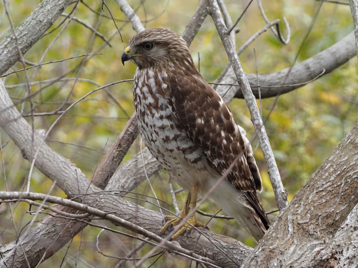 Red-shouldered Hawk - ML646989153