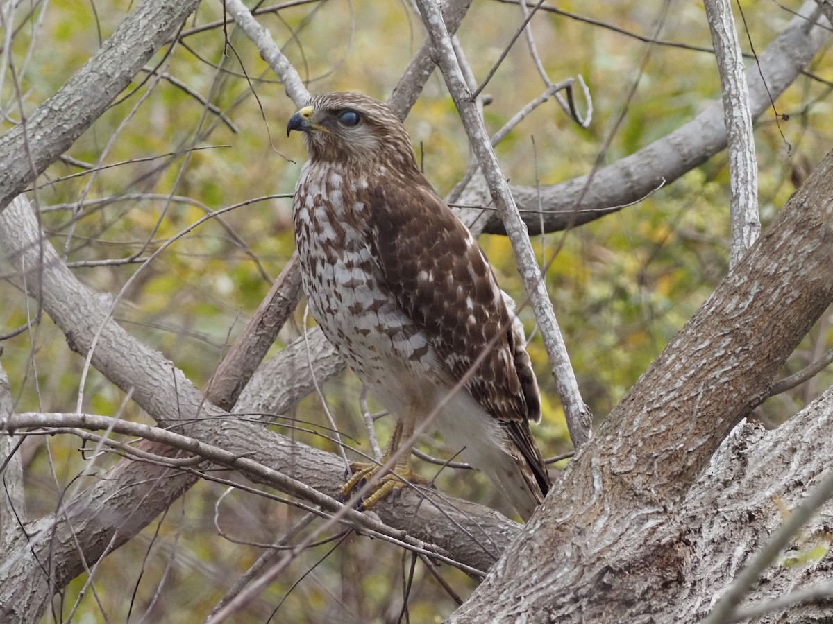 Red-shouldered Hawk - ML646989154