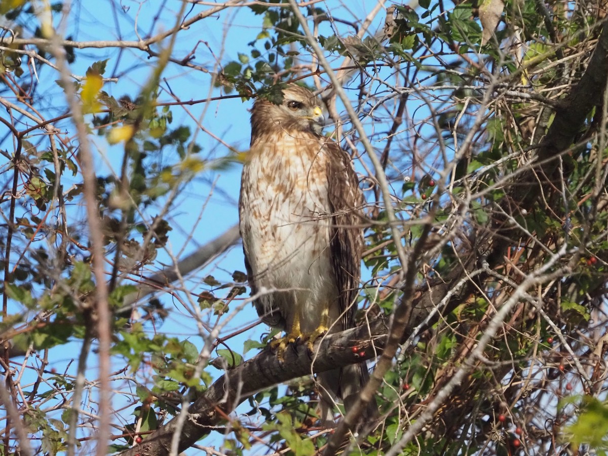 Red-shouldered Hawk - ML646989155