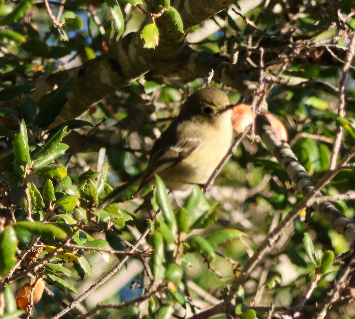 Короткоклювый виреон - ML646989160