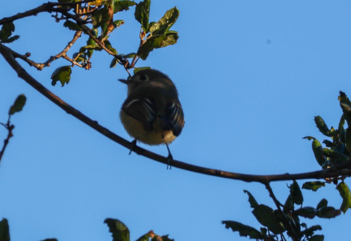 Короткоклювый виреон - ML646989161