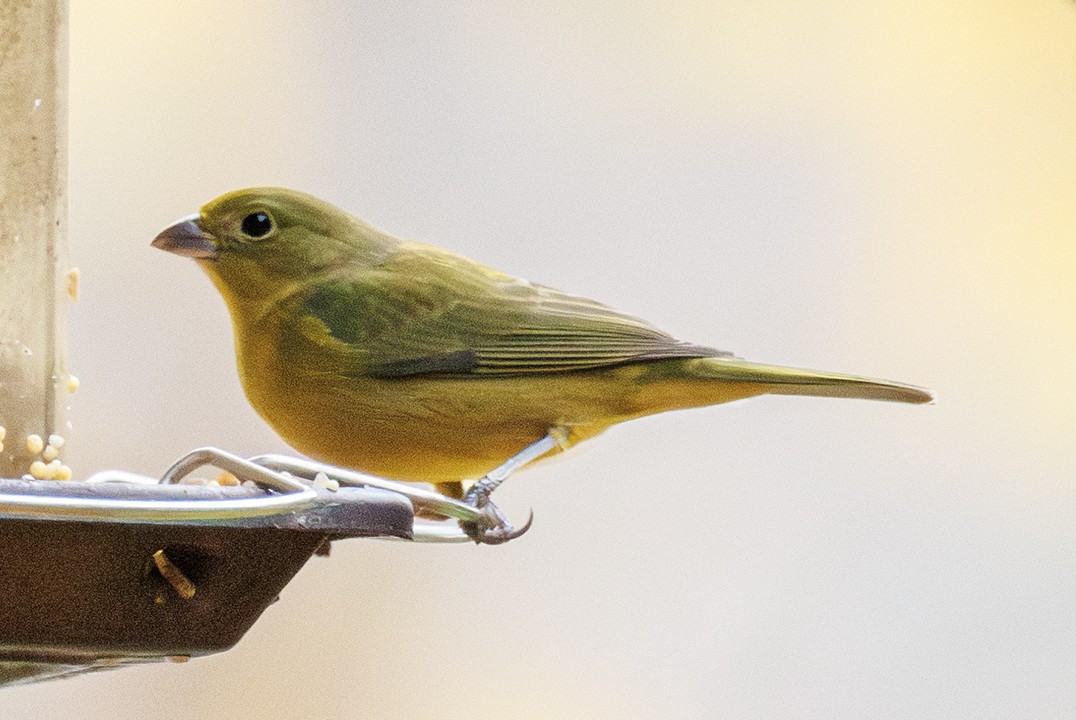Painted Bunting - ML646989168