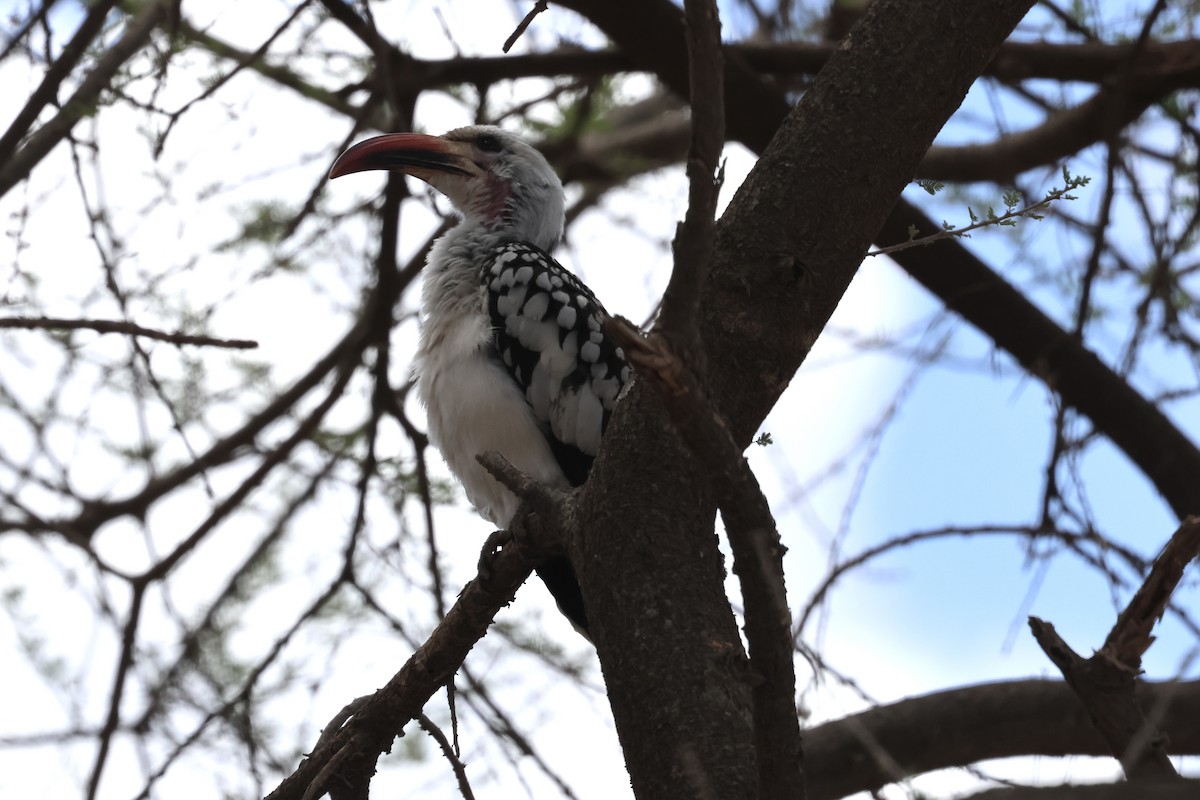 Northern Red-billed Hornbill - ML646989169