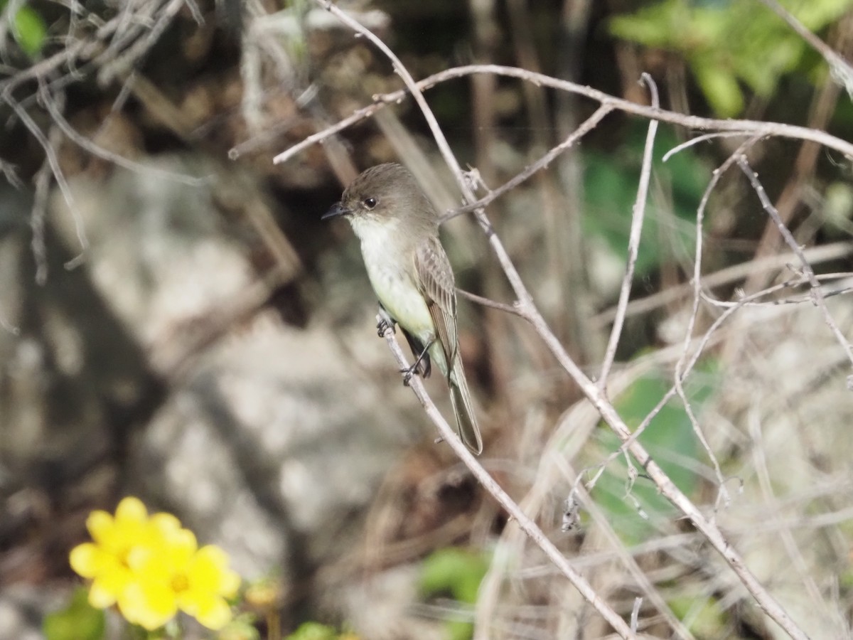 Eastern Phoebe - ML646989170