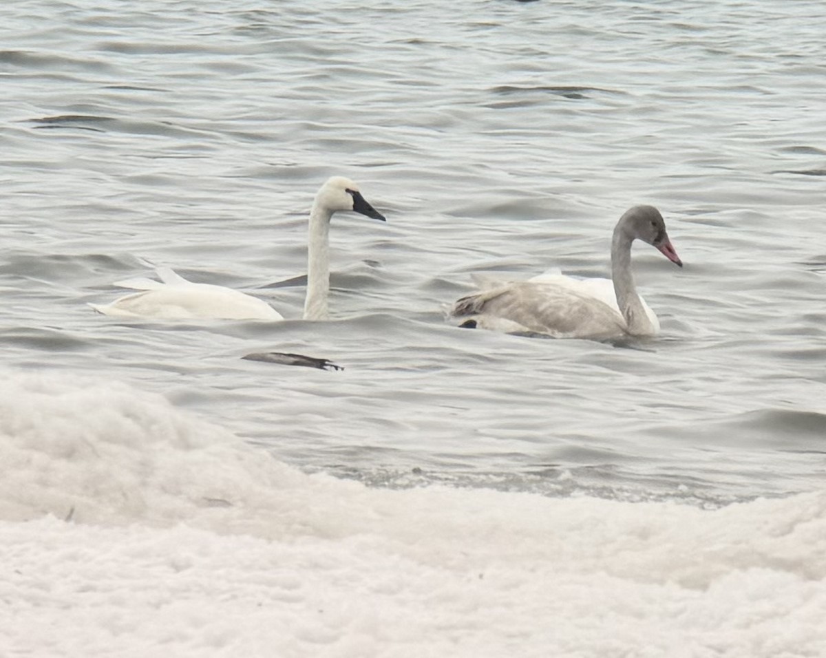 Cisne Chico - ML646989171