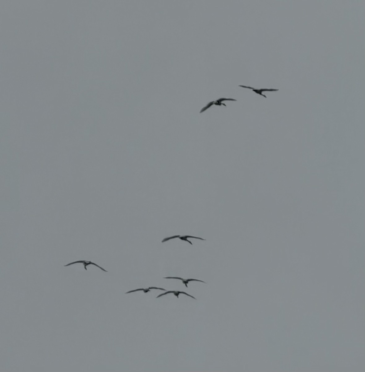 Cisne Chico - ML646989172