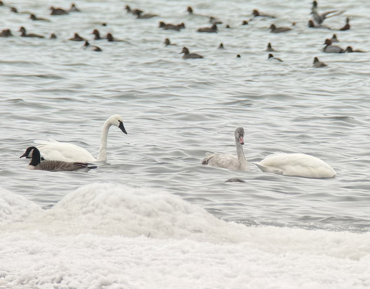 Cisne Chico - ML646989173