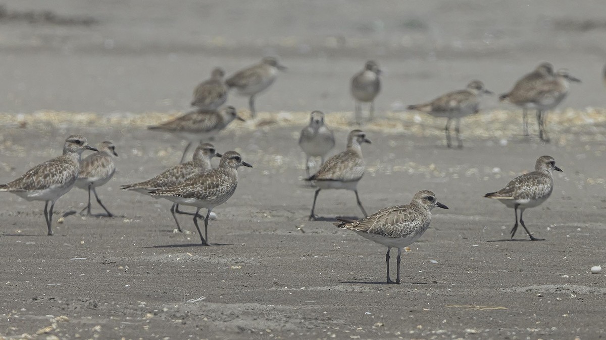 Gümüş Yağmurcun - ML646989175